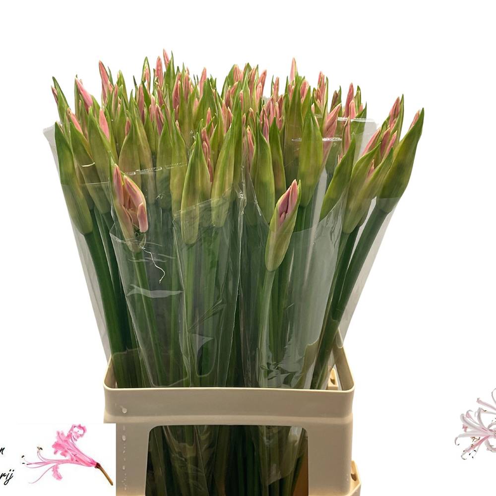 Nerine hell rosa Albivetta 65cm