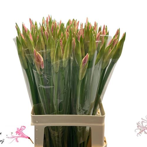 Nerine hell rosa Albivetta 65cm