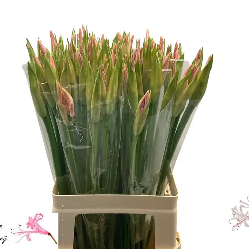 Nerine hell rosa Albivetta 65cm