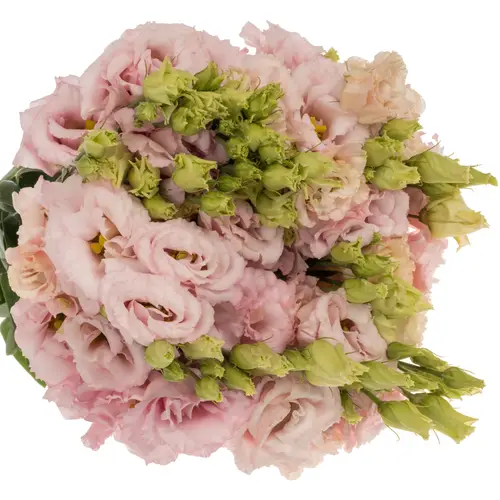 Lisianthus hell rosa Chaconne Soft pink 5+Blüte 70cm