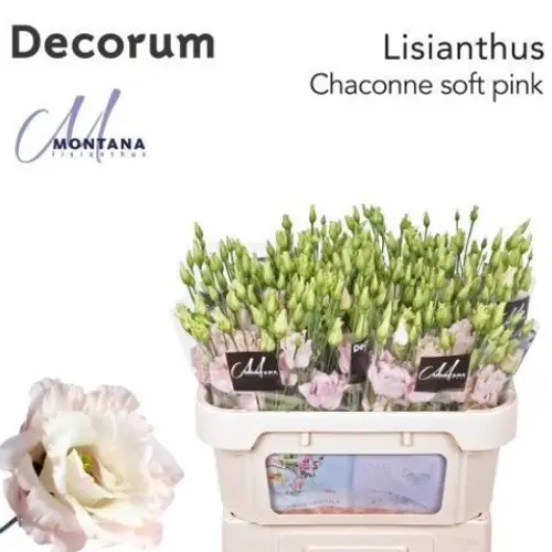 Lisianthus rosa Chaconne Soft pink 5+Blüte 70cm