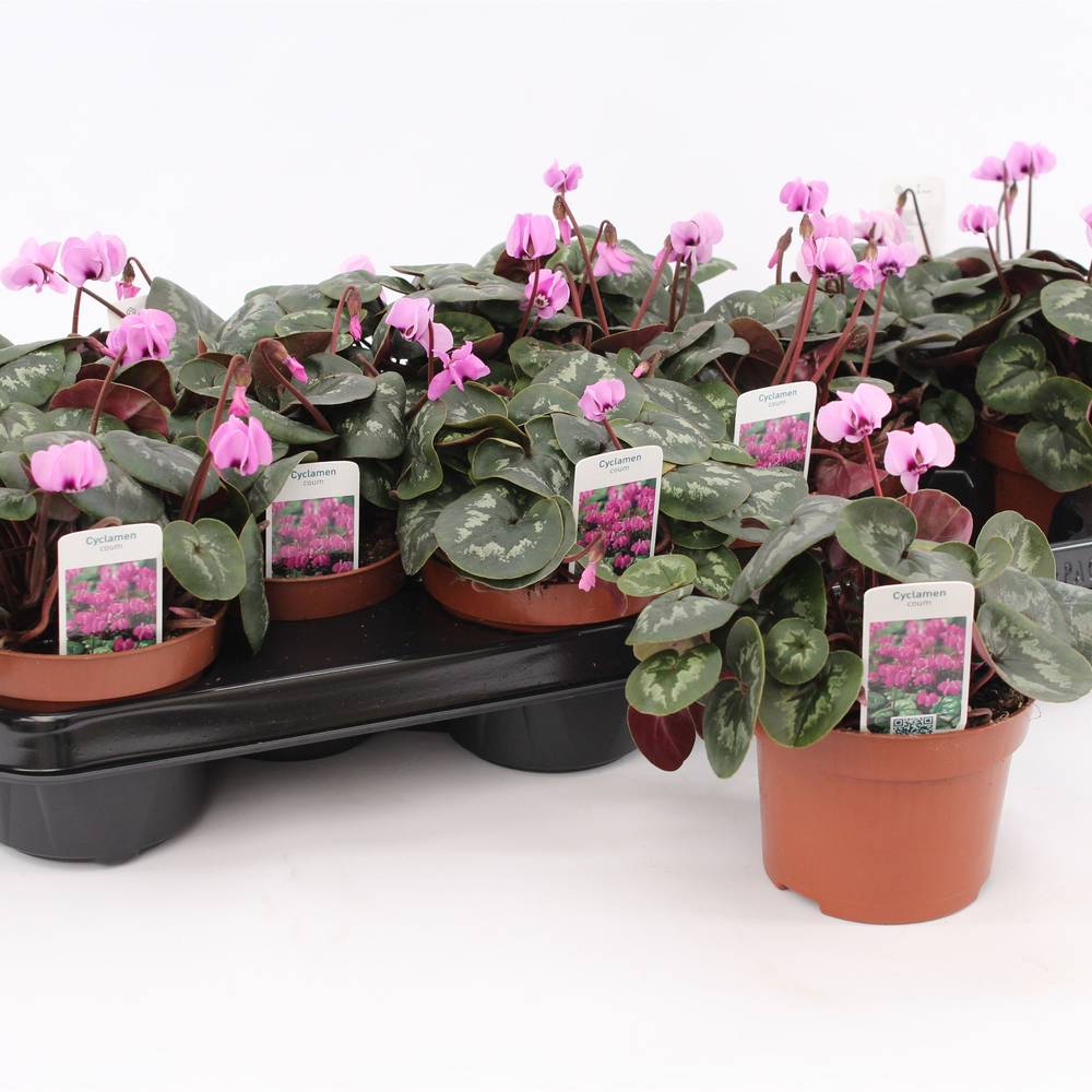 Cyclame Garten rosa coum T10,5 H020