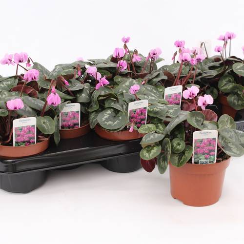 Cyclame Garten rosa coum T10,5 H020