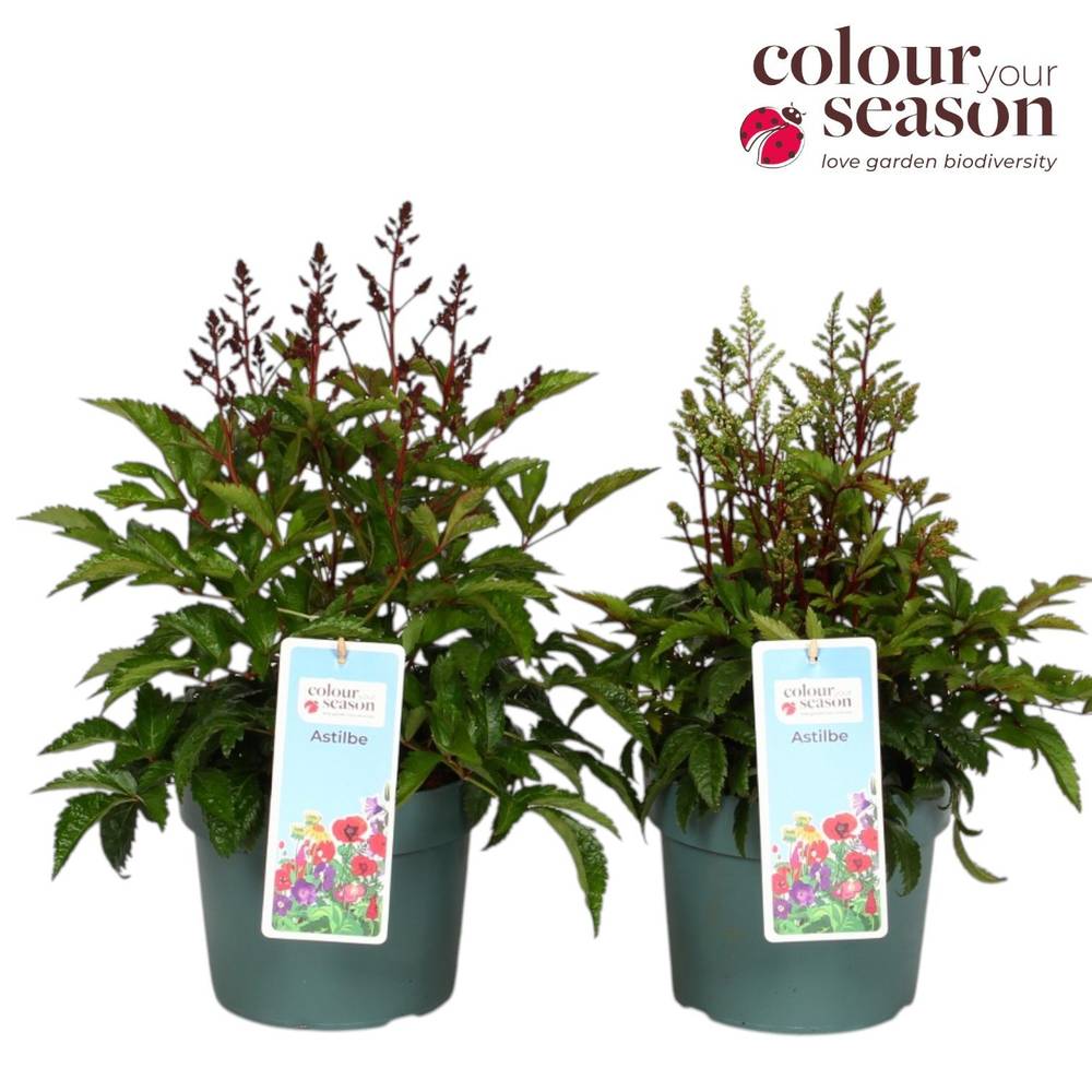 Astilbe mix Arendsii T19 H050