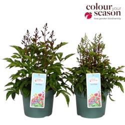 Astilbe mix Arendsii T19 H050