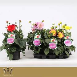 Dahlia mix Aztec T19 H050