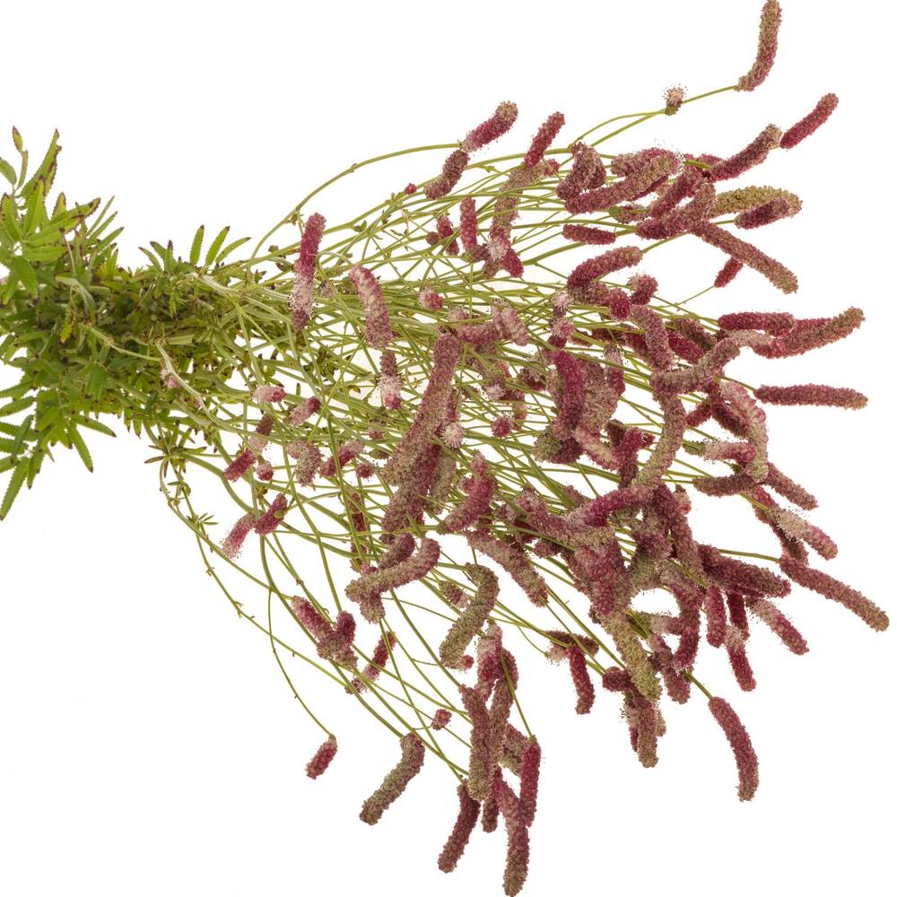Sanguisorba Pink Nina 90cm