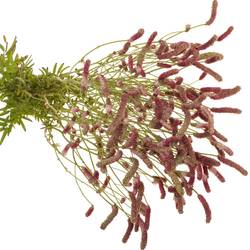 Sanguisorba Pink Nina 90cm