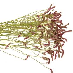 Sanguisorba Pink Nina 90cm