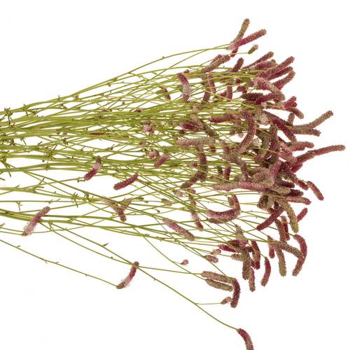 Sanguisorba Pink Nina 90cm