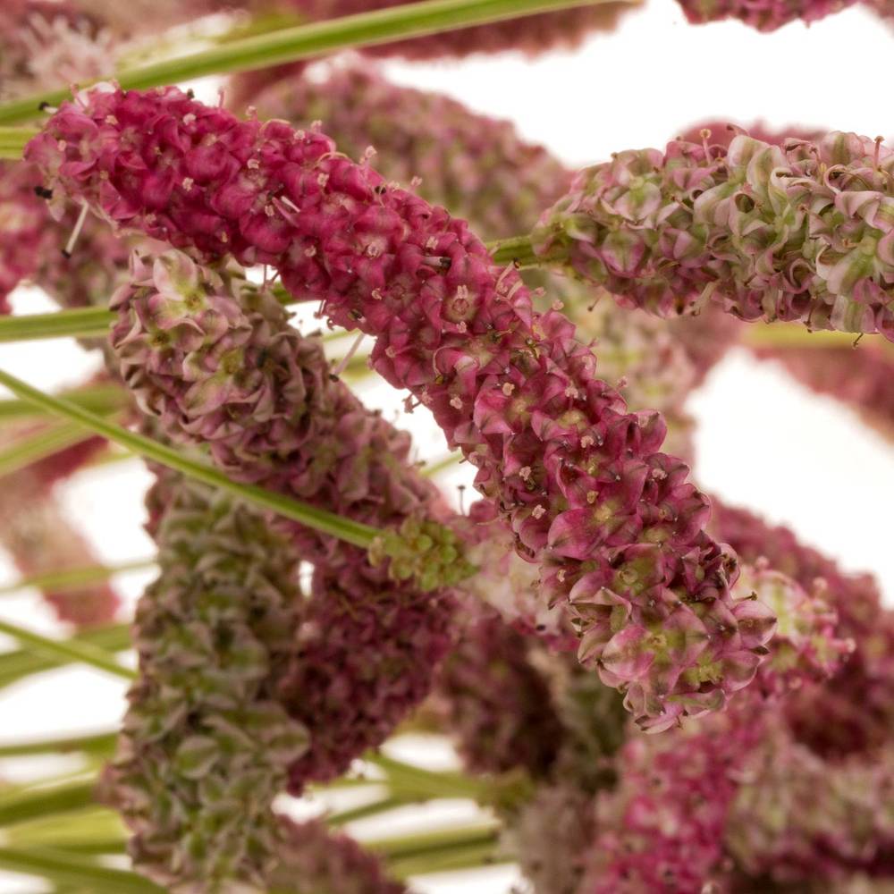 Sanguisorba Pink Nina 90cm