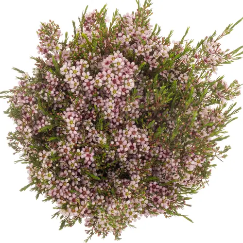 Wachsflower lila Niki 60 Gramm 80cm