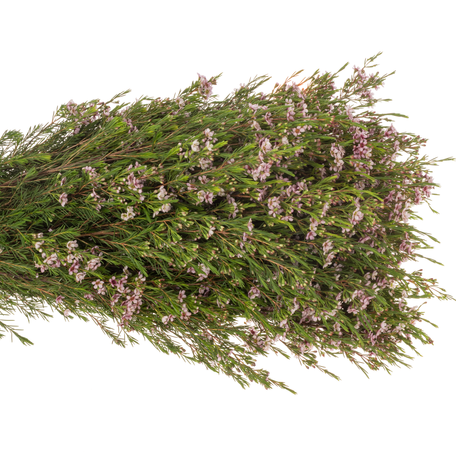 Wachsflower lila Niki 60 Gramm 80cm