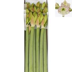 Amaryllis Krt.weiss/rot Mama Mia X18