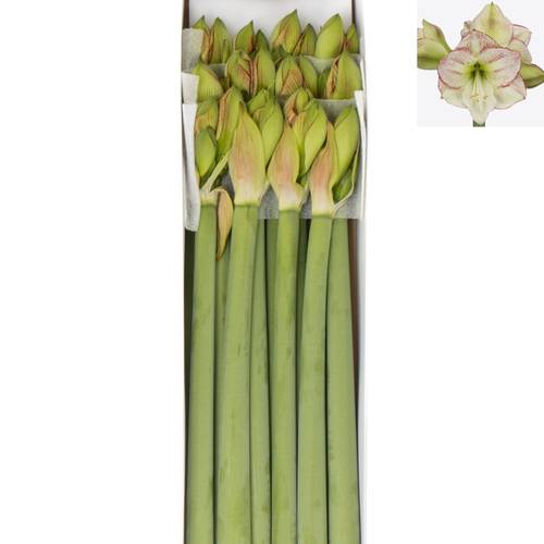 Amaryllis Krt.weiss/rot Mama Mia X18