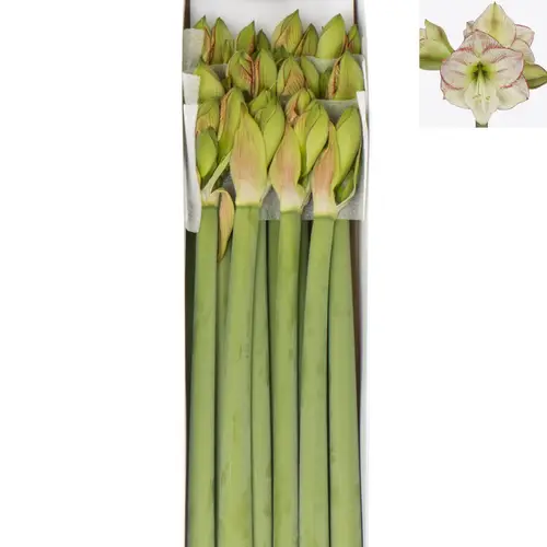 Amaryllis Krt.weiss/rot Mama Mia X18