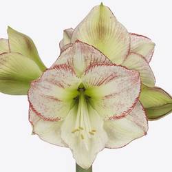 Amaryllis Krt.weiss/rot Mama Mia X18