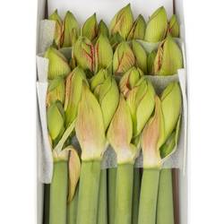 Amaryllis Krt.weiss/rot Mama Mia X18