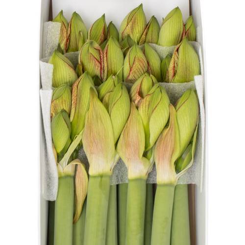 Amaryllis Krt.weiss/rot Mama Mia X18