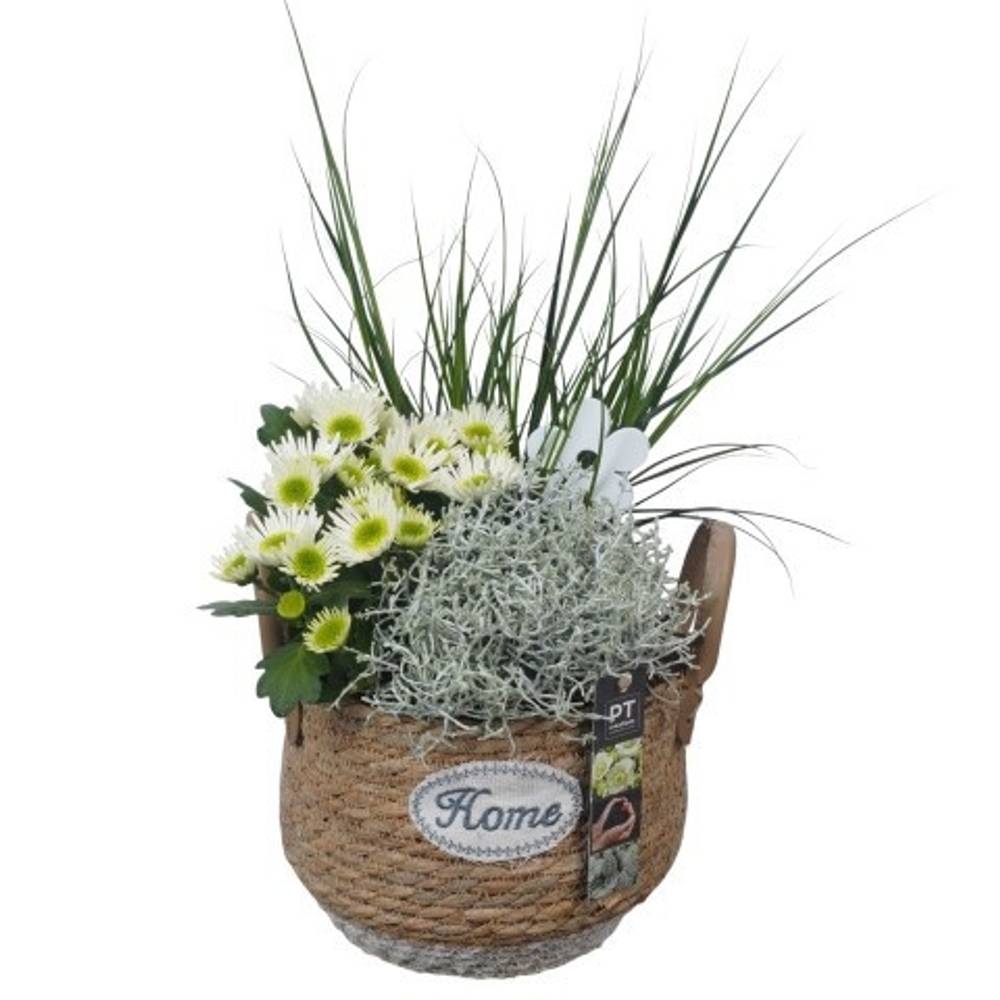 Garten.Arr PTSO6032 T21 H045