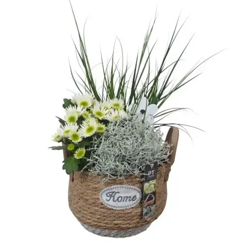 Garten.Arr PTSO6032 T21 H045