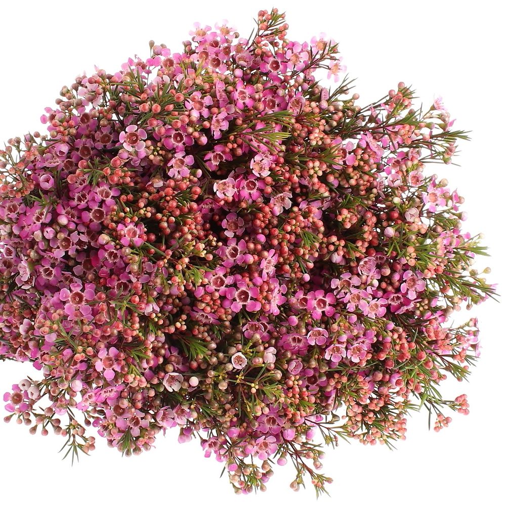Wachsflower lila Emma 30 Gramm 60cm