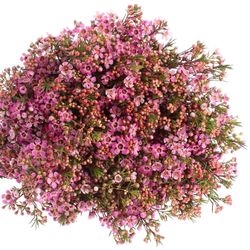 Wachsflower lila Emma 30 Gramm 60cm
