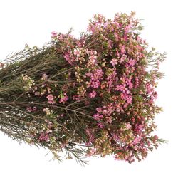 Wachsflower lila Emma 30 Gramm 60cm