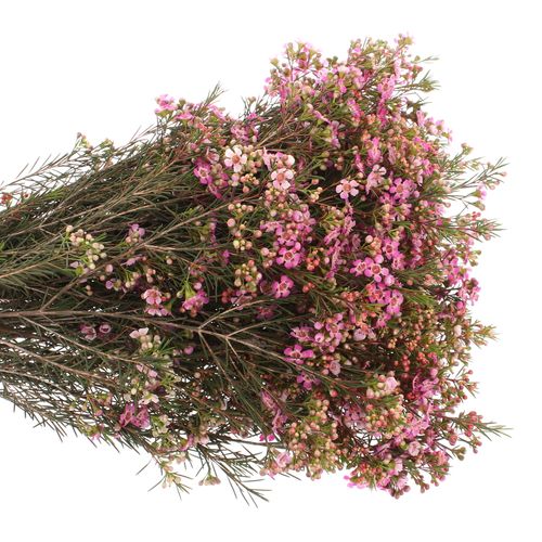 Wachsflower lila Emma 30 Gramm 60cm
