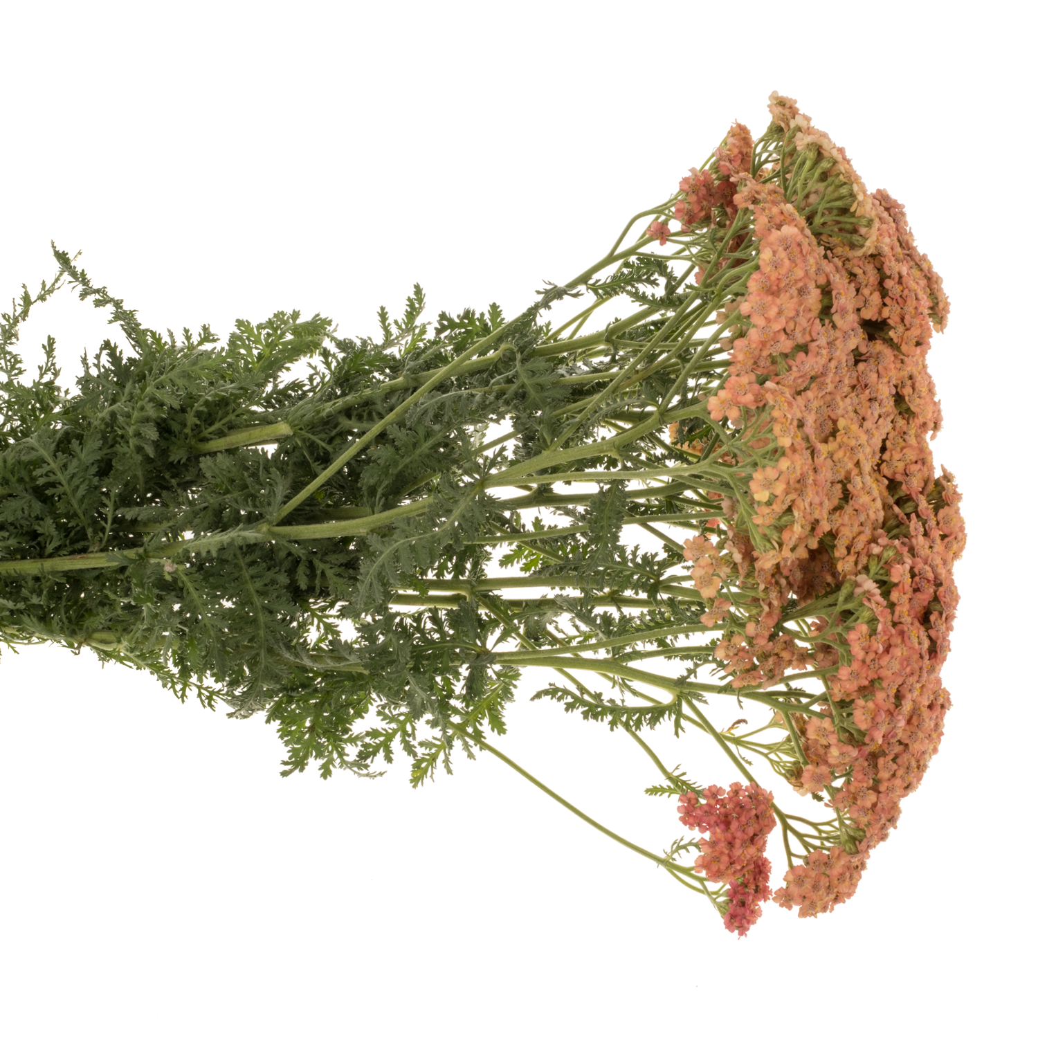 Achillea lachs Moneymaker 75cm