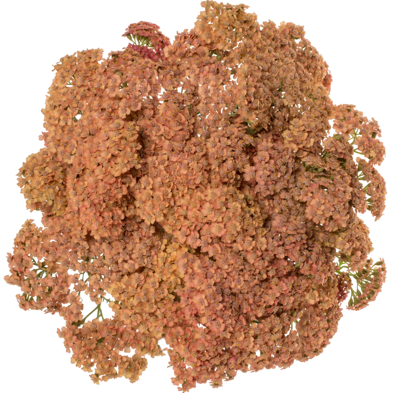 Achillea lachs Moneymaker 75cm