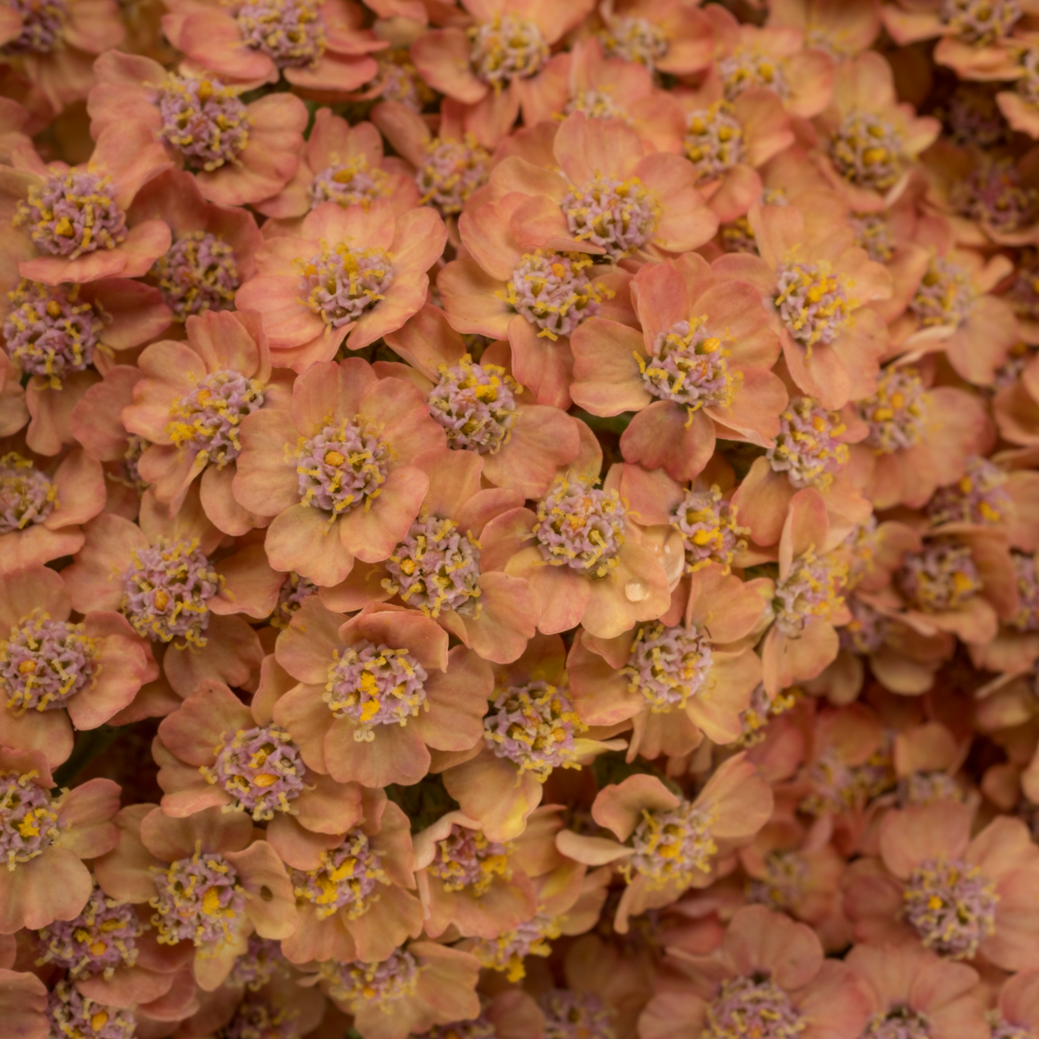Achillea lachs Moneymaker 75cm