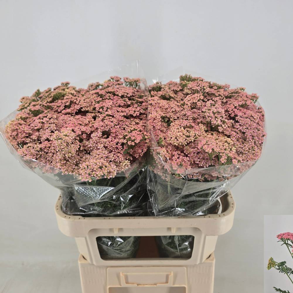 Achillea lachs Moneymaker 75cm