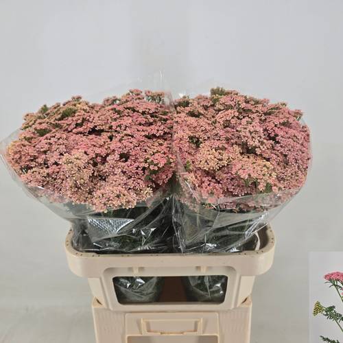 Achillea lachs Moneymaker 75cm