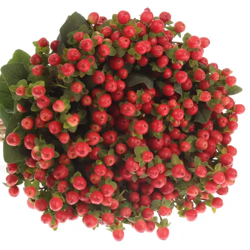 Hypericum orange/rot Tomato Flair 70cm