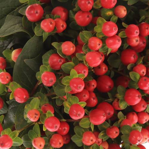 Hypericum orange/rot Tomato Flair 70cm