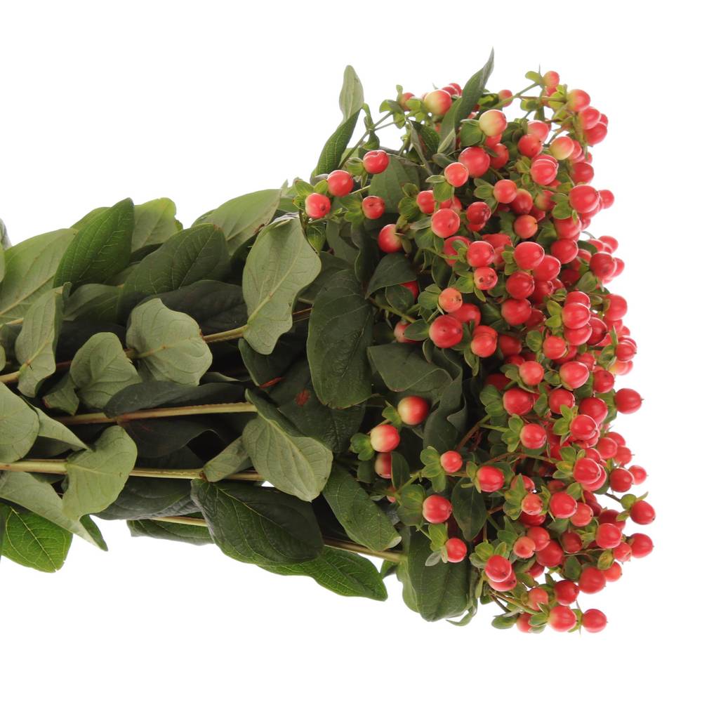 Hypericum orange/rot Tomato Flair 70cm