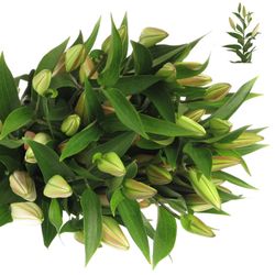 Lilie orientalisch rosa Willeke Alberti 5+Blüte 80cm