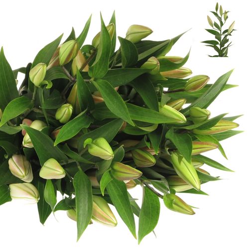 Lilie orientalisch rosa Willeke Alberti 5+Blüte 80cm