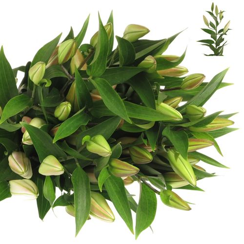 Lilie orientalisch rosa Willeke Alberti 5+Blüte 80cm
