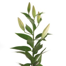Lilie orientalisch rosa Willeke Alberti 5+Blüte 80cm