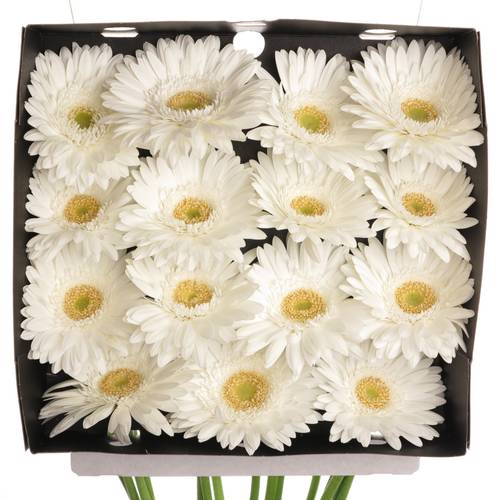 Gerbera weiss Pole Ice