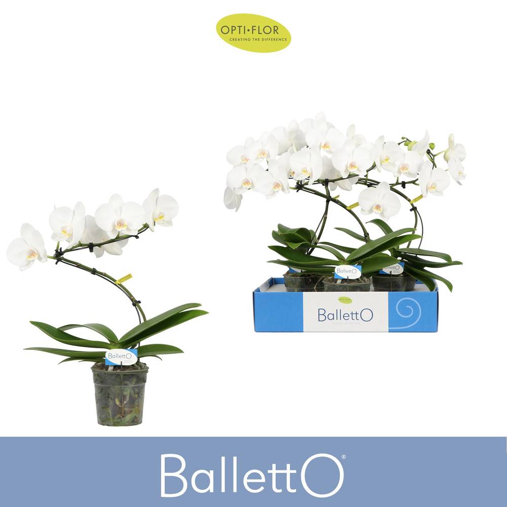 Phal.1-R weiss Wing Balletto T12 H045