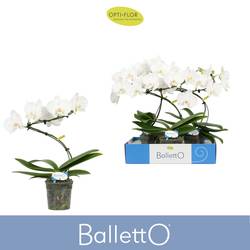 Phal.1-R weiss Wing Balletto T12 H045