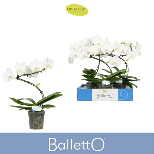Phal.1-R weiss Wing Balletto T12 H045