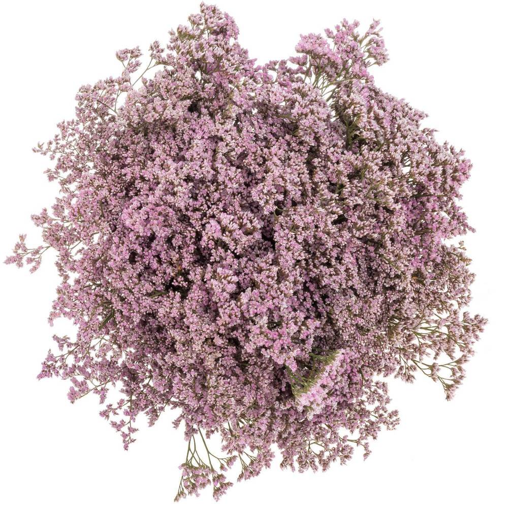 Limonium hell rosa Safora Oshi Pink 45 Gramm 70cm