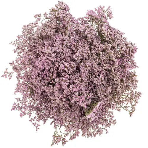 Limonium hell rosa Safora Oshi Pink 30 Gramm 70cm