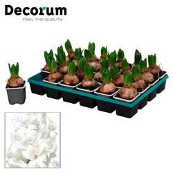 Hyazinthe 1er weiss White Pearl T07 H012