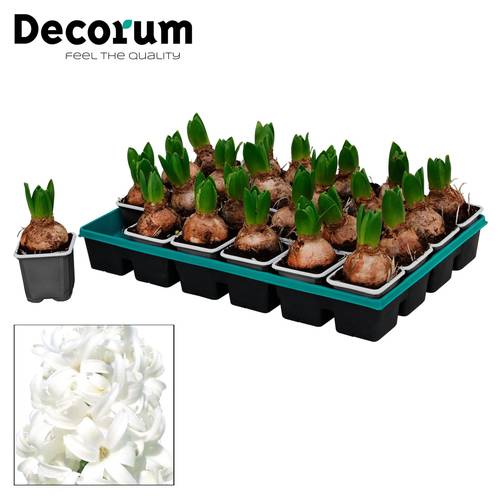 Hyazinthe 1er weiss White Pearl T07 H012