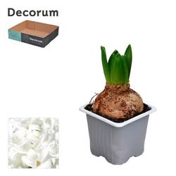 Hyazinthe 1er weiss White Pearl T07 H012